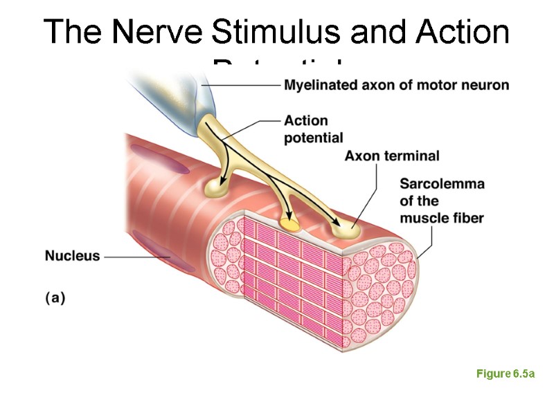 The Nerve Stimulus and Action Potential Figure 6.5a
